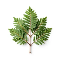 Button tree