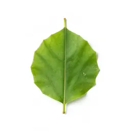 Calaba