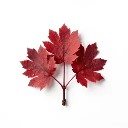 Camwood
