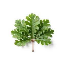 Canyon oak