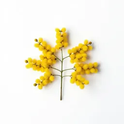 Casuarina