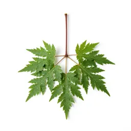 Cedar elm