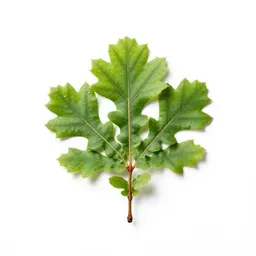 Chestnut oak