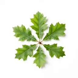 Chinquapin oak