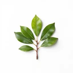 Cider gum