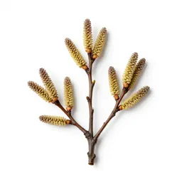 Common alder