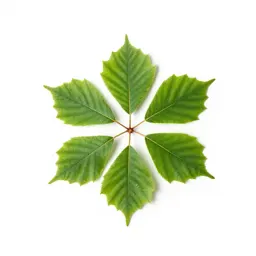 Common beech
