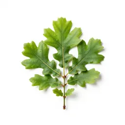 Common oak