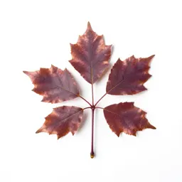 Copper beech