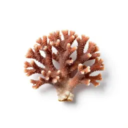Coral tree