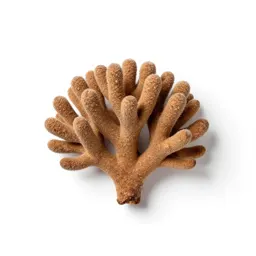 Cork tree