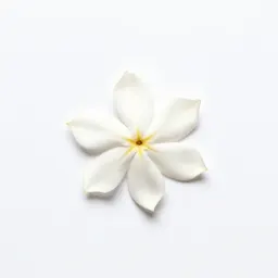 Dillenia