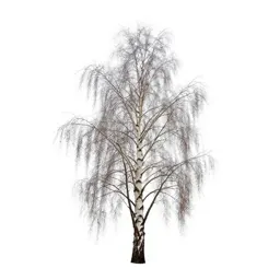 Downy birch