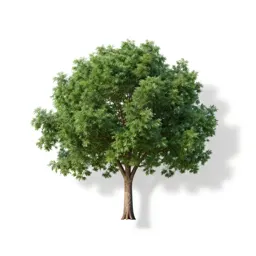Fever tree