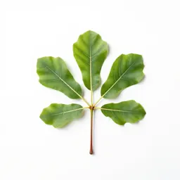 Fig tree