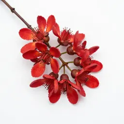 Flame tree