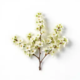 Flowering ash