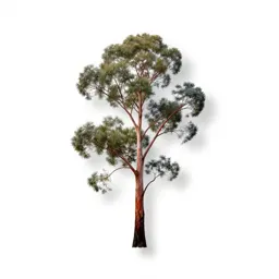 Forest red gum