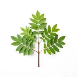 Fringe tree