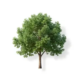 Gamboge tree