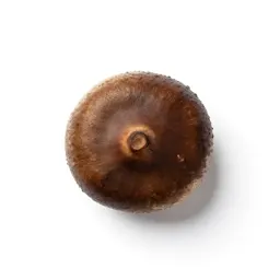 Giant chinkapin