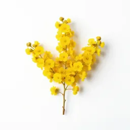Golden wattle