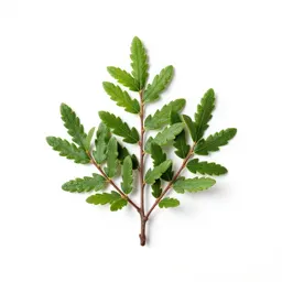 Green alder
