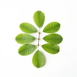 Green ash