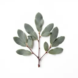 Grey alder