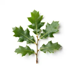 Holm oak