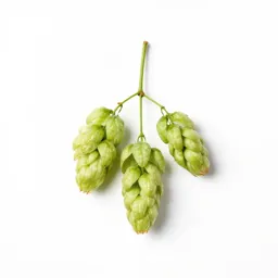 Hop hornbeam