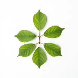 Hornbeam