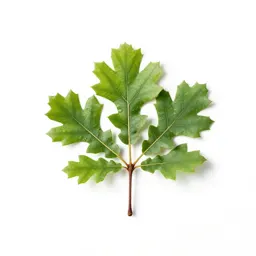 Jack oak