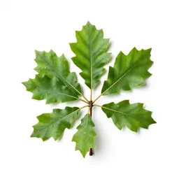Laurel oak