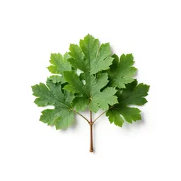 Lead tree