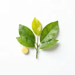 Lemon-scented gum