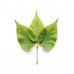 Linden