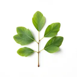 Liquidambar