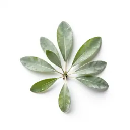 Looking-glass plant