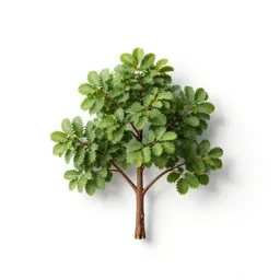 Manna gum