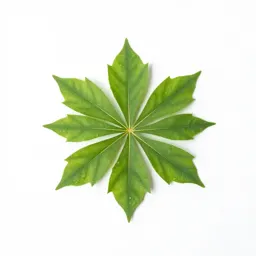 Millettia