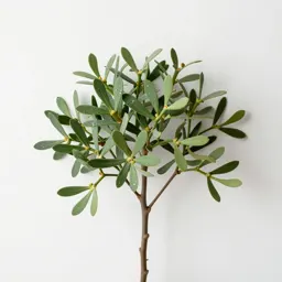 Mistletoe fig