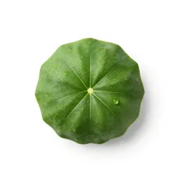 Msasa