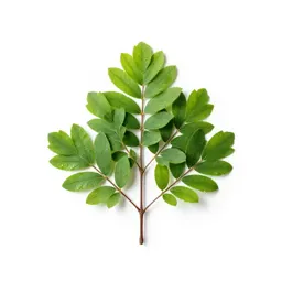 Myrtaceous tree