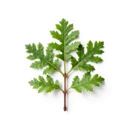 Myrtle oak