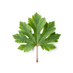 Nitta tree
