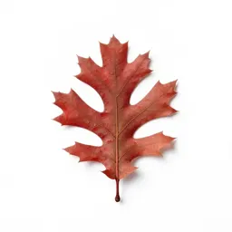 Northern red oak