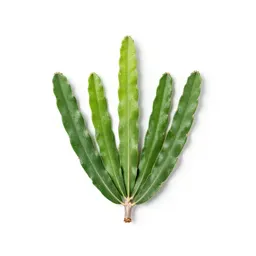 Palo verde