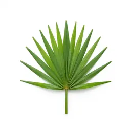 Pandanus