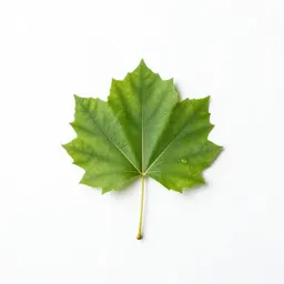 Paper mulberry